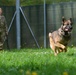 Military Working Dogs Train in Germany