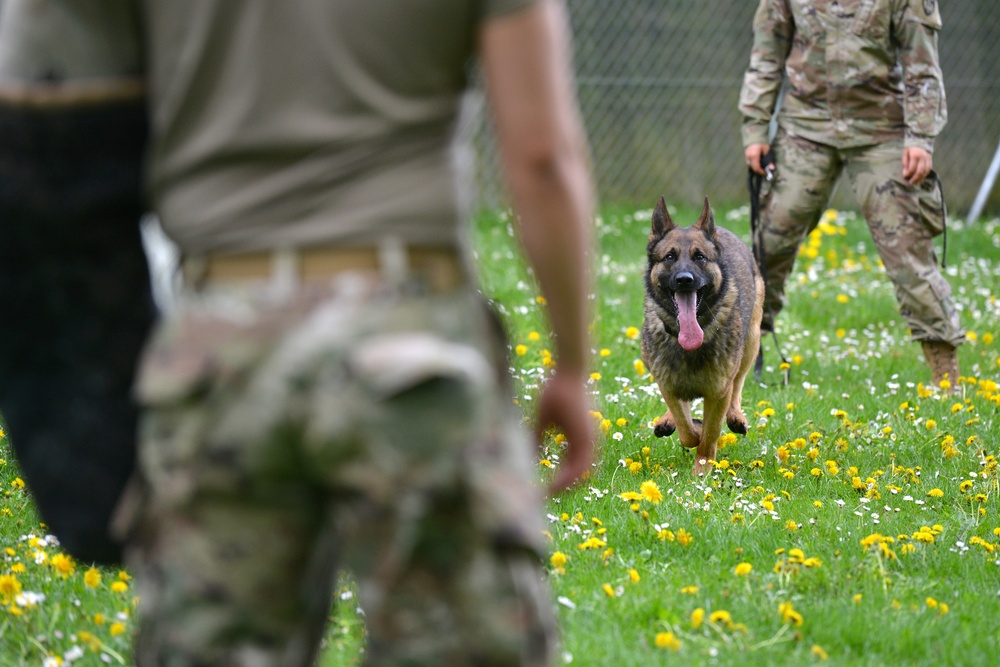 Military Working Dogs Train in Germany