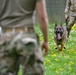 Military Working Dogs Train in Germany