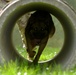 Military Working Dogs Train in Germany