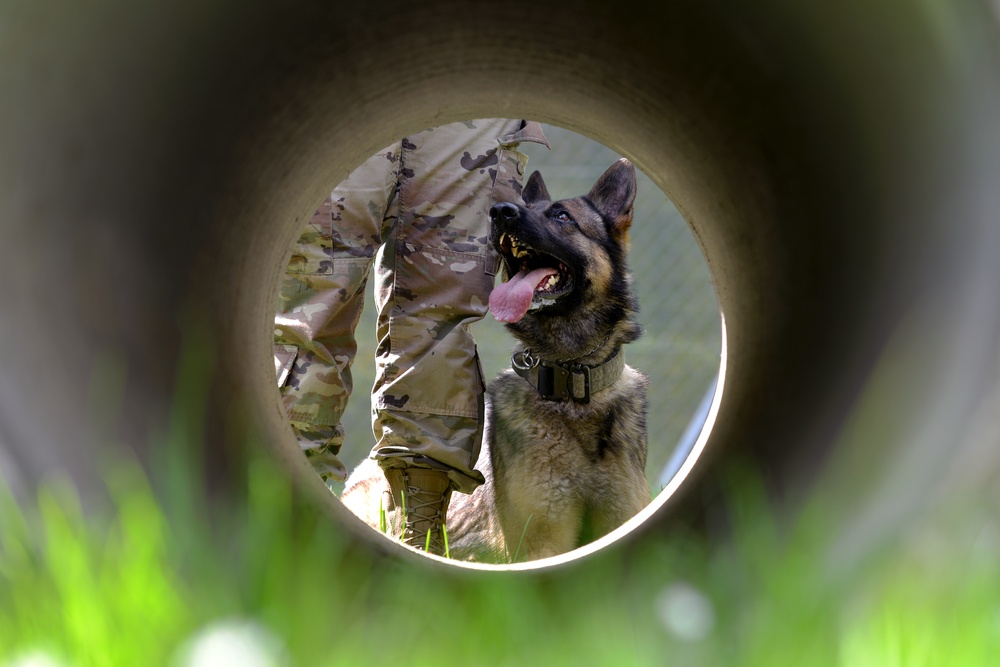 Military Working Dogs Train in Germany