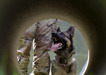 Military Working Dog makes mark on Enterprise Access Management Service-Army page
