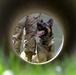 Military Working Dogs Train in Germany