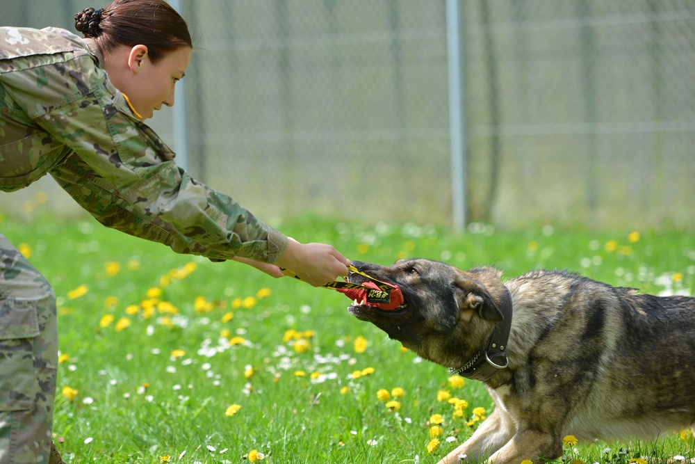 Military Working Dogs Train in Germany