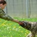 Military Working Dogs Train in Germany