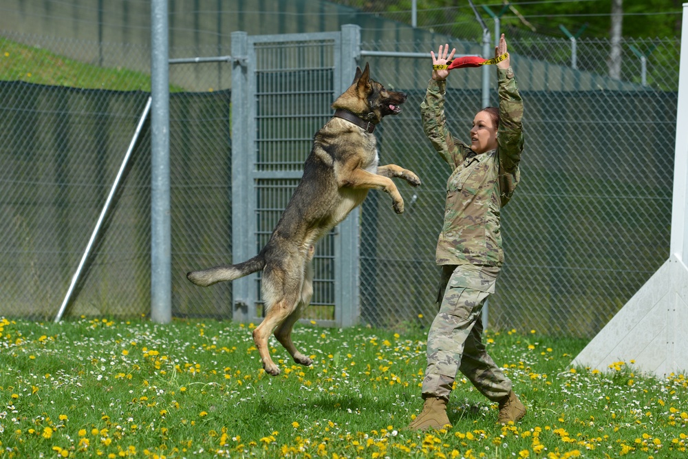 Military Working Dogs Train in Germany