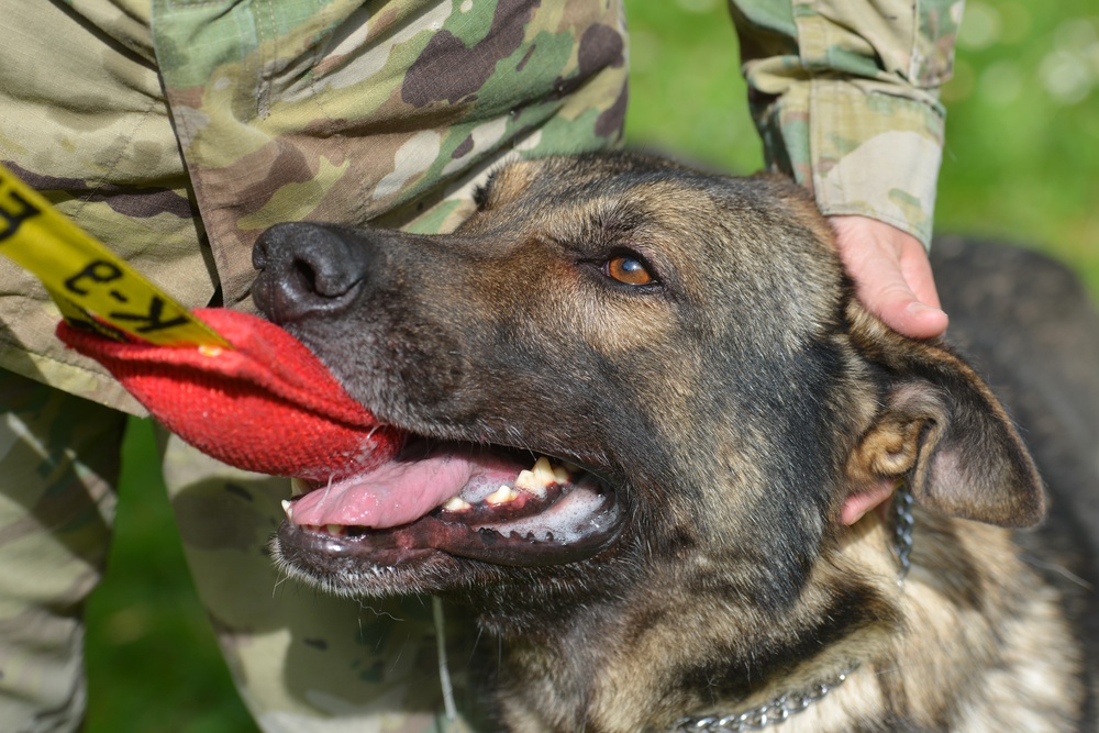 Military Working Dogs Train in Germany