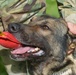 Military Working Dogs Train in Germany