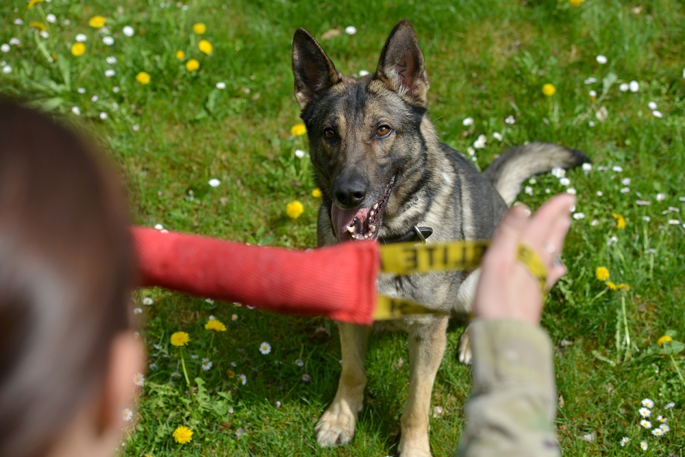 Military Working Dogs Train in Germany