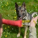 Military Working Dogs Train in Germany