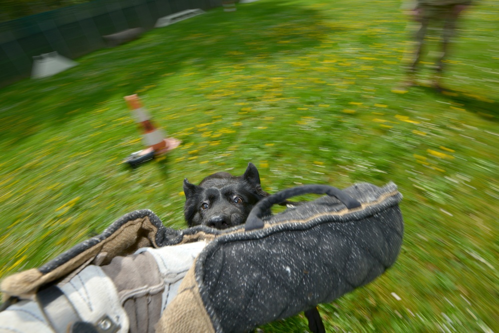 Military Working Dogs Train in Germany