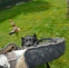 Military Working Dogs Train in Germany