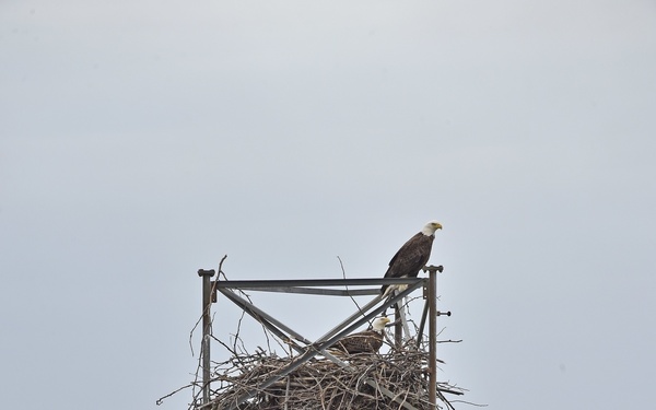 NRL CBD shores-up environmental improvements