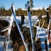 Winter Warfare Training: Cross-Country Skiing