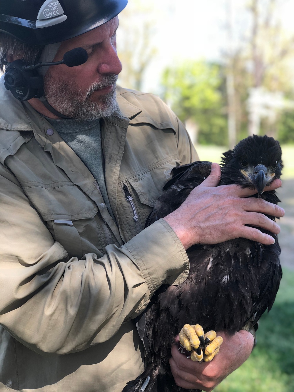 Patuxent River, MD eagle banding