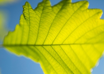 A vibrant swamp leaf