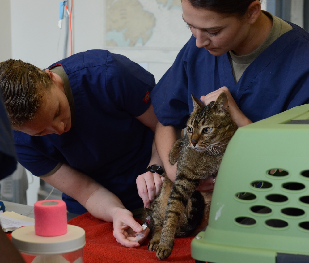 Coast Guard, Joint Base Lewis-McChord provide veterinary services in Kodiak, Alaska