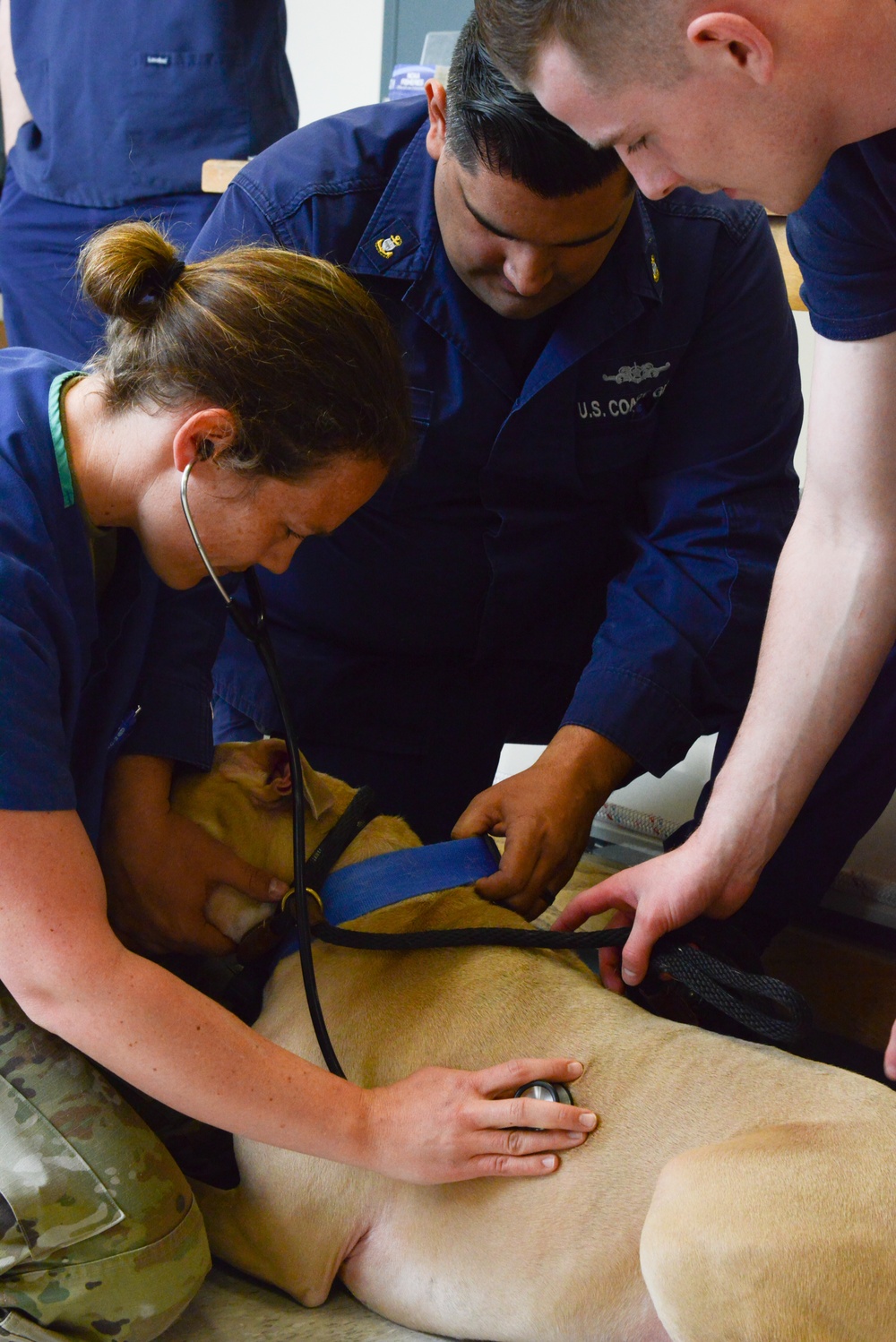 Coast Guard, Joint Base Lewis-McChord provide veterinary services in Kodiak, Alaska