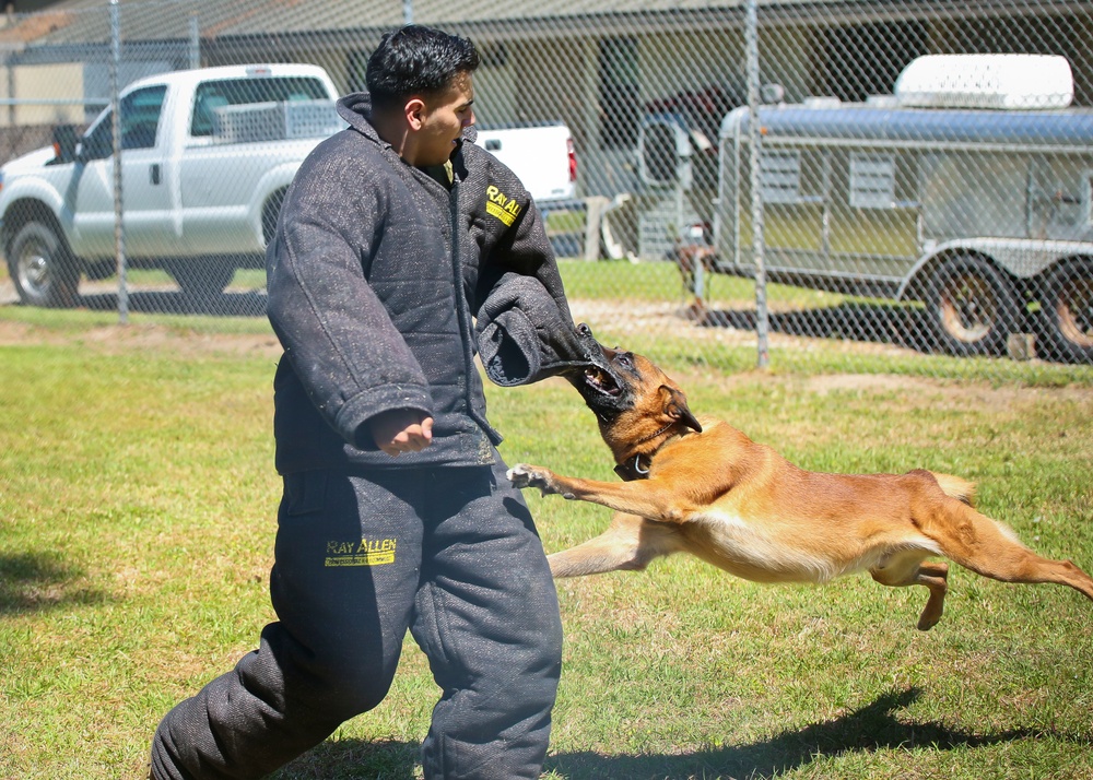 Military Working Dogs demonstrate capabilities