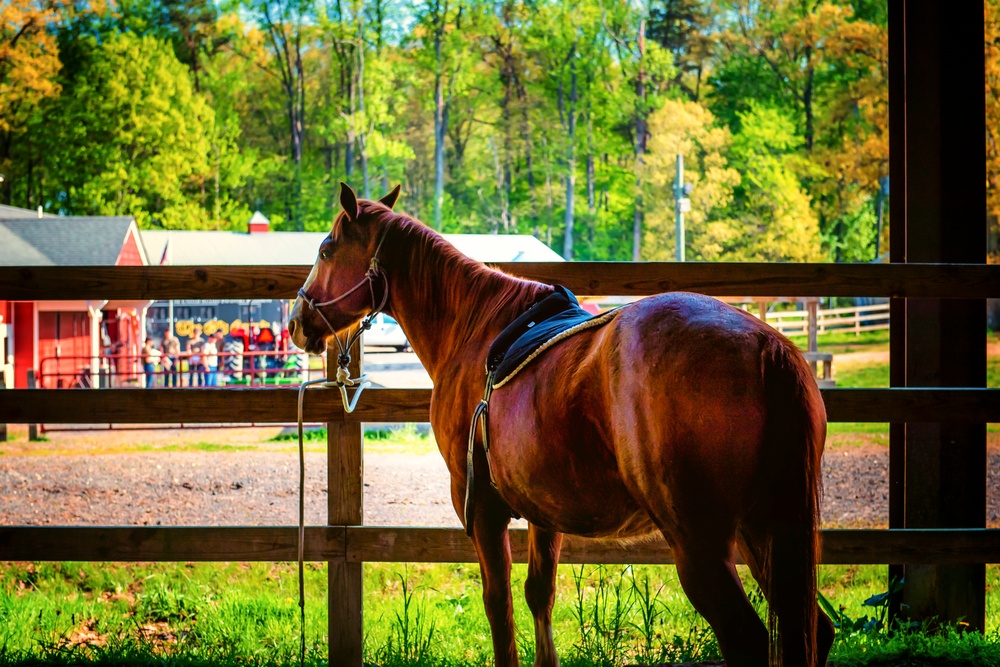 Meet Skeeter a member of &quot;The Old Guard&quot; and partner in Hippotherapy sessions at Fort Belvoir Community Hospital