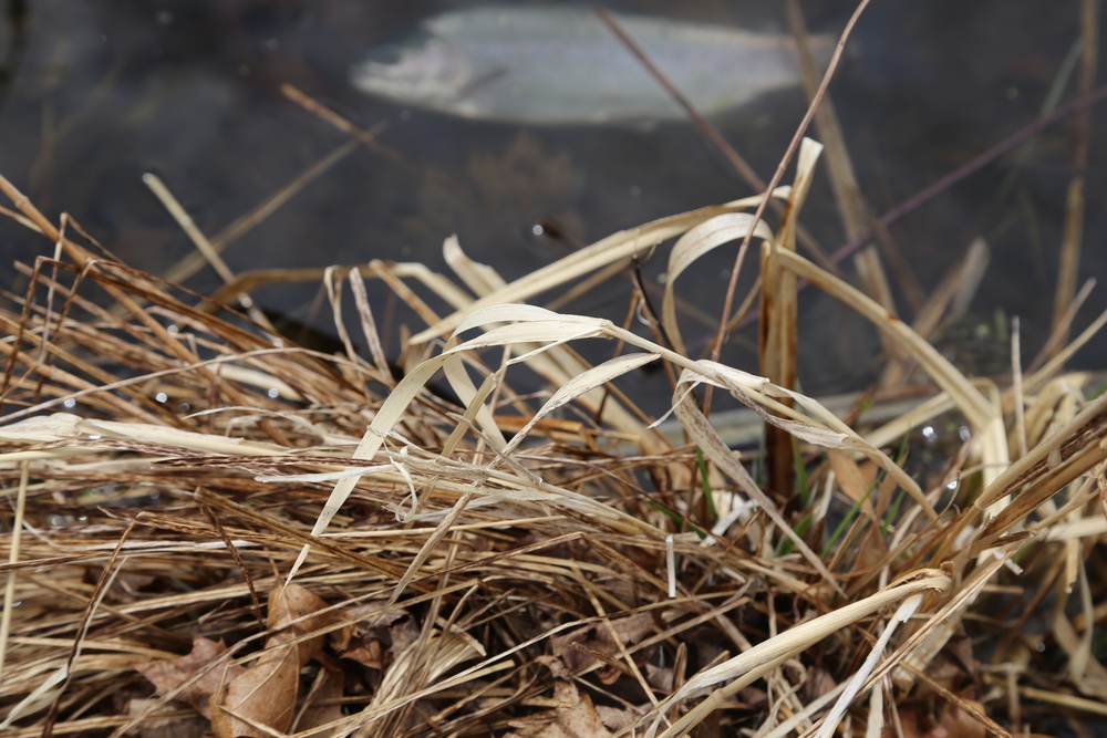 U.S. Fish and Wildlife Service personnel stock trout at Fort McCoy lakes