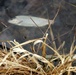 U.S. Fish and Wildlife Service personnel stock trout at Fort McCoy lakes