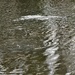 U.S. Fish and Wildlife Service personnel stock trout at Fort McCoy lakes