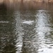 U.S. Fish and Wildlife Service personnel stock trout at Fort McCoy lakes