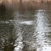 U.S. Fish and Wildlife Service personnel stock trout at Fort McCoy lakes