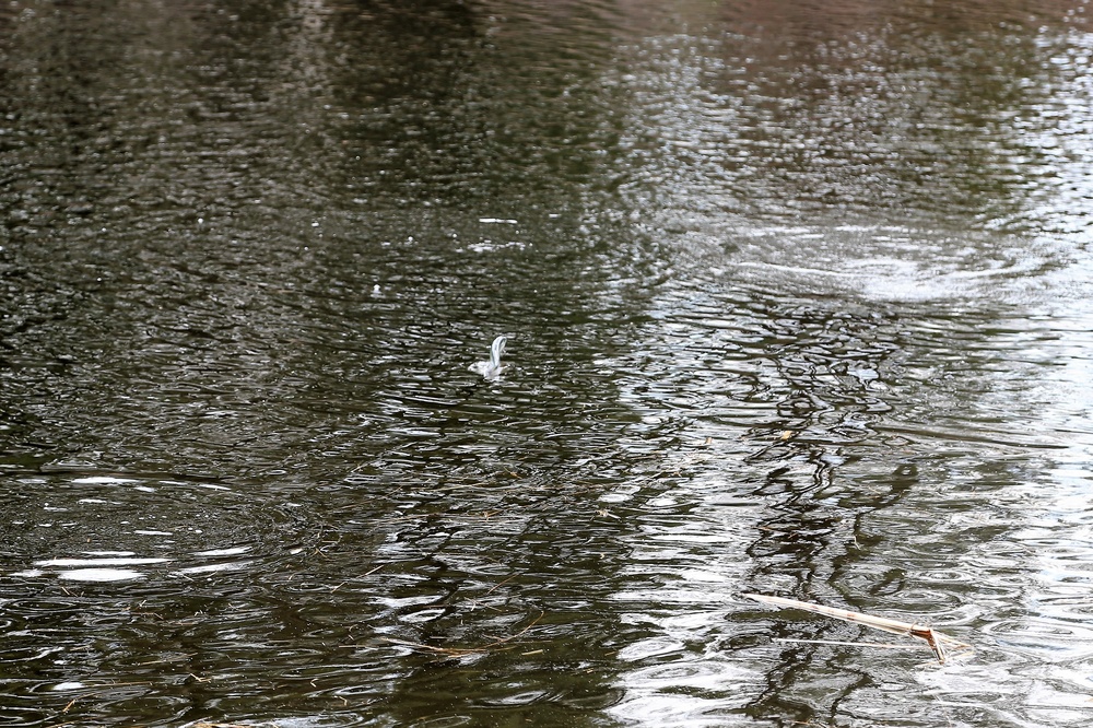 U.S. Fish and Wildlife Service personnel stock trout at Fort McCoy lakes