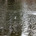 U.S. Fish and Wildlife Service personnel stock trout at Fort McCoy lakes