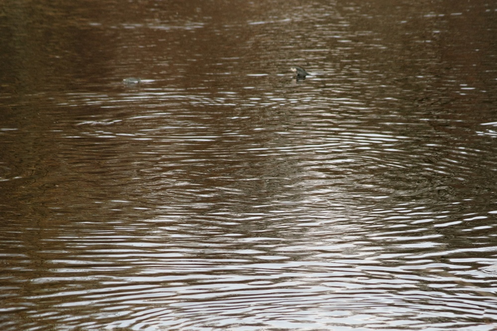 U.S. Fish and Wildlife Service personnel stock trout at Fort McCoy lakes