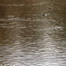 U.S. Fish and Wildlife Service personnel stock trout at Fort McCoy lakes