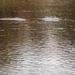 U.S. Fish and Wildlife Service personnel stock trout at Fort McCoy lakes