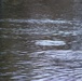 U.S. Fish and Wildlife Service personnel stock trout at Fort McCoy lakes