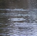 U.S. Fish and Wildlife Service personnel stock trout at Fort McCoy lakes