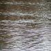 U.S. Fish and Wildlife Service personnel stock trout at Fort McCoy lakes