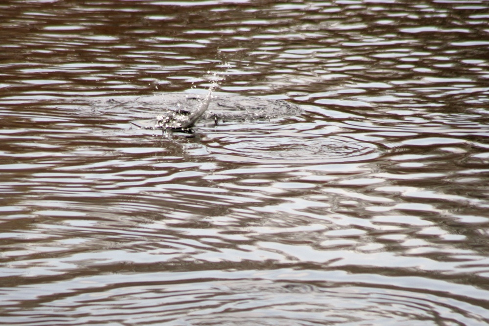 U.S. Fish and Wildlife Service personnel stock trout at Fort McCoy lakes