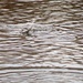 U.S. Fish and Wildlife Service personnel stock trout at Fort McCoy lakes