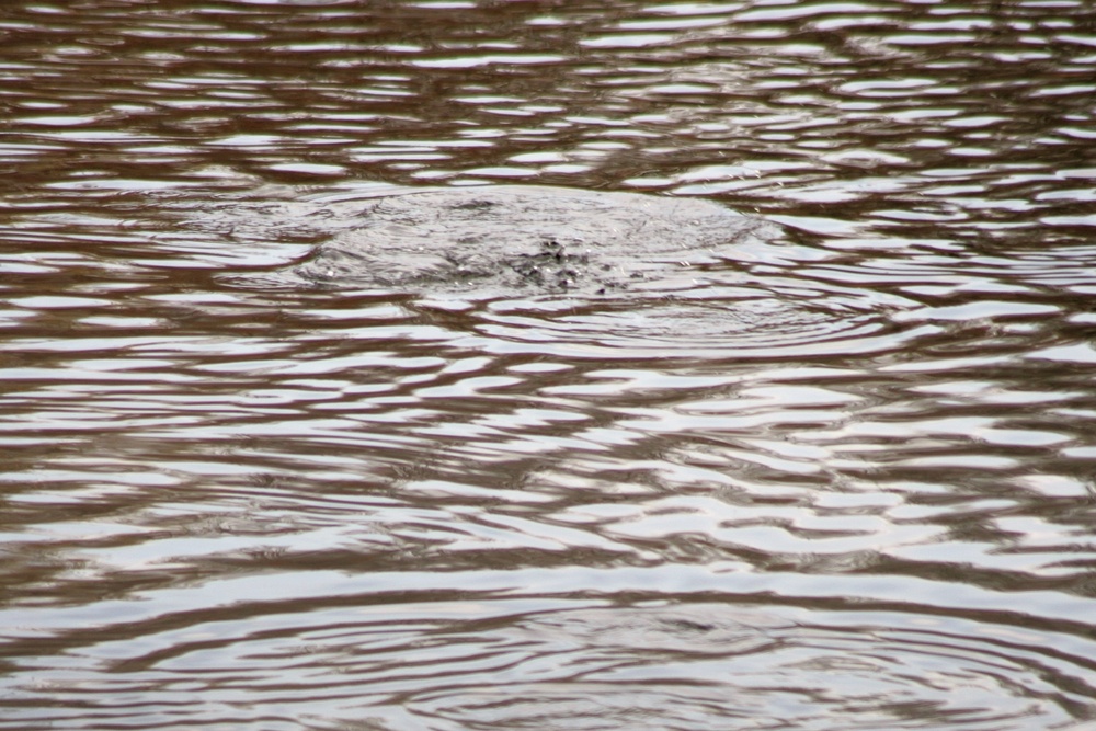 U.S. Fish and Wildlife Service personnel stock trout at Fort McCoy lakes