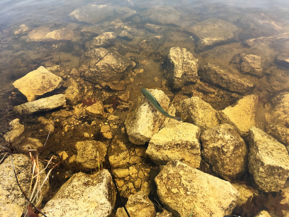 U.S. Fish and Wildlife Service personnel stock trout at Fort McCoy lakes