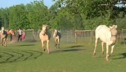 Volunteers at local equine rescue heal through care, love