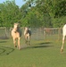 Volunteers at local equine rescue heal through care, love