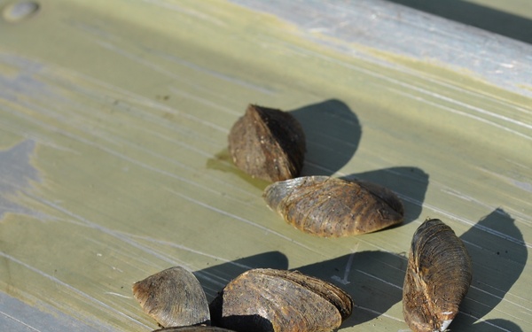 Zebra mussels found at Corps lakes
