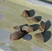 Zebra mussels found at Corps lakes