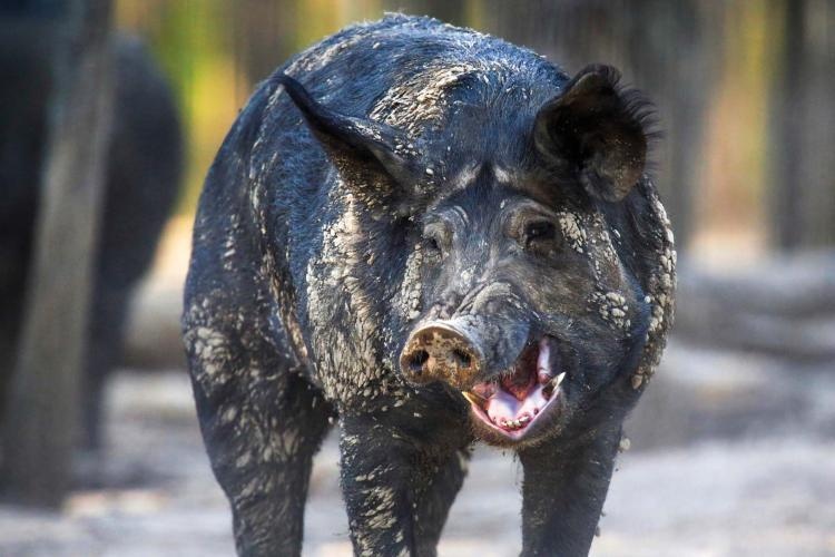 Corps works to eradicate feral hogs