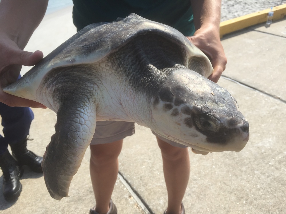 Coast Guard rescues sea turtle