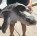Coast Guard rescues sea turtle