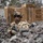 A fully equipped U.S. Army soldier in MultiCam (OCP) camouflage stands in a defensive position between rocky terrain and wooden barrier structures. The soldier is armed and wearing full combat gear including a helmet with mounted optics device, tactical eyewear, body armor, and a backpack. The setting appears to be a training range or forward operating base environment.