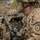 Three soldiers in MultiCam (OCP) camouflage uniforms are gathered in a tactical huddle in a rocky, outdoor environment. The soldier on the right displays a 25th Infantry Division ('Tropic Lightning') shoulder sleeve insignia. The soldiers are equipped with combat gear including helmets, tactical vests, backpacks, and at least one visible rifle.